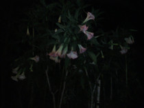 Photo0250