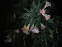 Photo0251