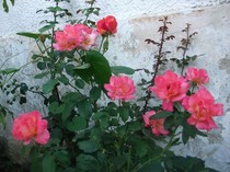 imaginile mele 154