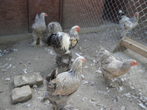 tineret 2011