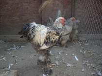 tineret 2011