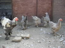tineret 2011