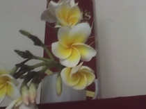 plumeria