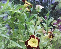 MIMULUS; mimmulus clown
