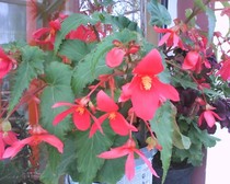 begonia