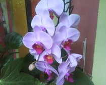 phalaenopsis