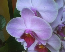 phalaenopsis