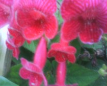 kohleria