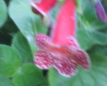 kohleria