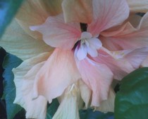 hibiscus roz