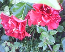 hibiscus rosu