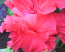 hibiscus rosu