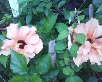 hibiscus portocaliu