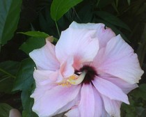 hibiscus roz