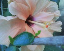 hibiscus portocaliu