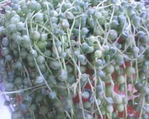 senecio rowleyanus