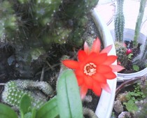 chamaecereus silvestrii