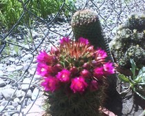mammillaria spinosissima