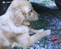 lexy