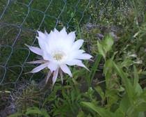 echinopsis