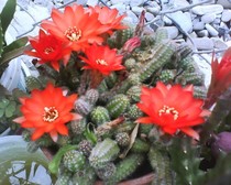 chamaecereus silvestrii