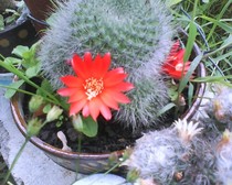 rebutia marsoneri