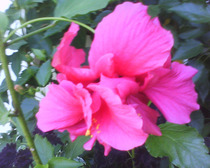hibiscus cyclam