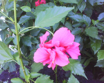 prima floare