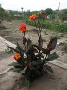 canna portocalie