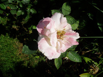 P1010065
