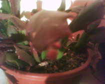 schlumbergera