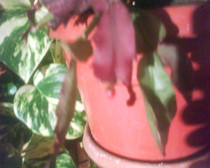 schlumbergera rosu+alb