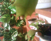 schlumbergera rosu+alb