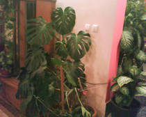 MONSTERA