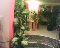 dieffenbachia