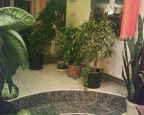 ficusi benjamina