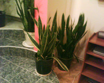 sanseveria