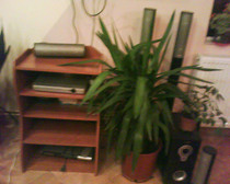 yucca