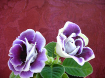 IMAG0034