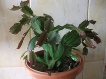 craciunita rosie