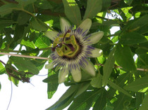 FL. PASIUNII