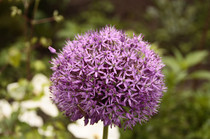 ALLIUM