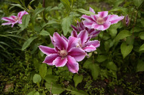clematis