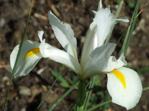 IRIS