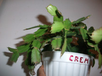 craciunita crem