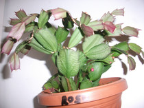 craciunita rosie