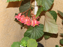 DSCF3249