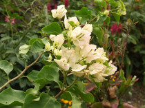 BOUNGAVILLEA