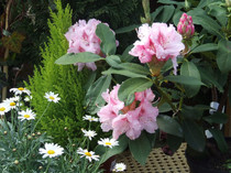 DSCF0110