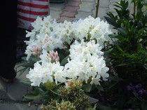DSCF0112